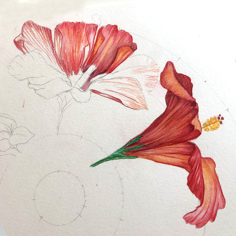 Botanical Mandala A6 Greeting Card Hibiscus - Passion - Victoria von Stein Design