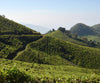 Kerala Tea Plantations and Hills