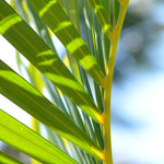Lalita Tropical Leaf Pendant with Chalcedony - Victoria von Stein Ltd